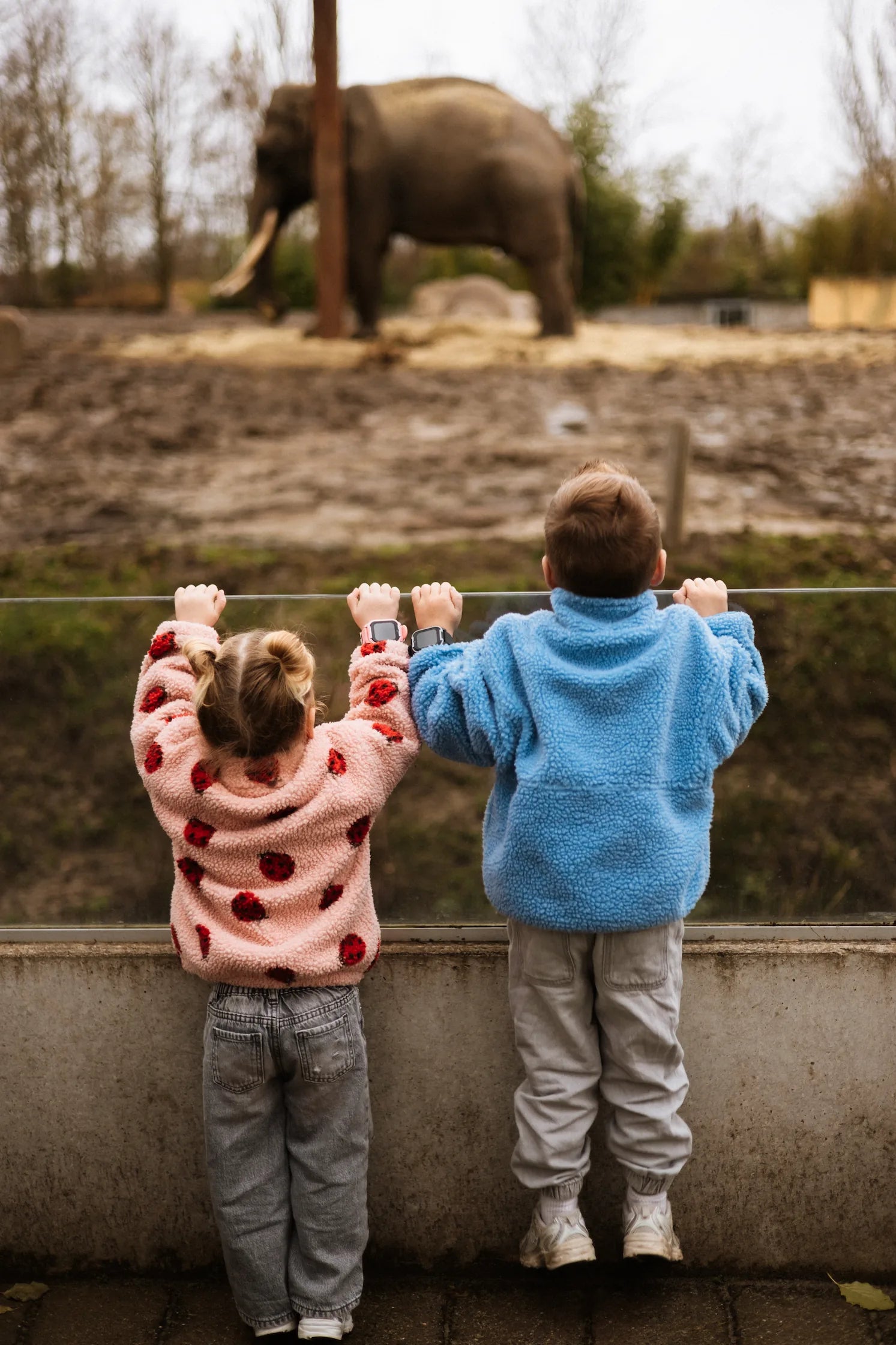Twee kinderen met een GPS horloge kind in de dierentuin, kijken naar een olifant